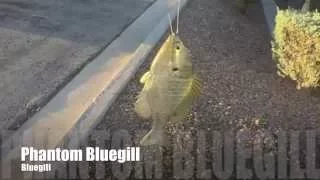 Phantom BlueGills