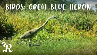 Great Blue Heron | Trail Cams | Summer