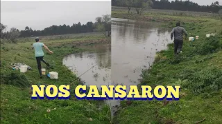 Estos bagres nos cansaron en Pesca en agua dulce