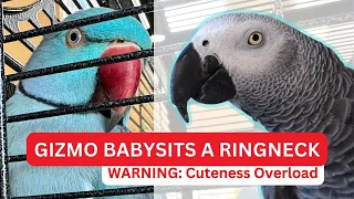 Cuteness Overload: African Grey Gizmo Takes Care of New Indian Ringneck Bloob for the First Time!