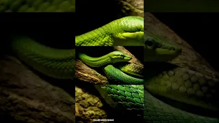 KILLER - GREEN SNAKE IN WILDLIFE ! #shorts #snake #wildlife  #trend #animals
