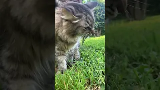 Alf and lawn #shorts #cat #catlover #catvideos #cats