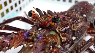 Christmas Lobster - Japanese Street Food