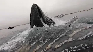 Huge Whale Breaches Inches From Kayaker