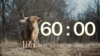 60 Minute Cow Timer | Relaxing Timer with Alarm