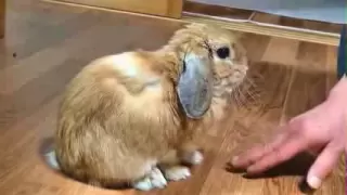 うさぎの鳴き声　(怒ったときのダンダンウー ）  I was scolded by the rabbit.