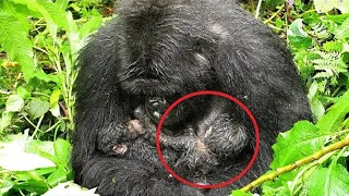 People were speechless when they saw what the gorilla carried out of the forest!