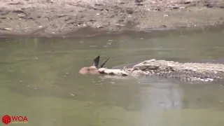 CROCODILE VS LION AMBUSH PREY Impala Stuck In Mud