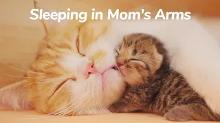 Newborn Kittens Sleeping in Mom's Arms - Baby Kittens Growing Up Day 1 | Lucky Pawison