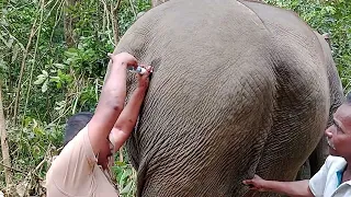 elephant injection