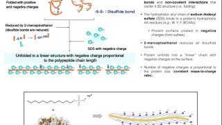 Biotechniques | Principles of SDS-PAGE (Protein Separation)