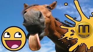 FUNNY PETS FROM AROUND THE WORLD. Best compilation of funny videos 2018 about animals.