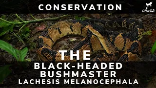 *HOW TO SAVE THE RAREST VIPER OF THE NEOTROPICS: THE BLACK HEADED BUSHMASTER Lachesis melanocephala😱