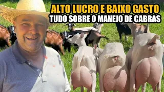 ELA DA LEITE IGUAL VACA - RAÇA DA ATÉ 13L /DIA