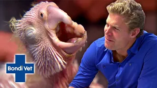 Baby Cockatoo Has The Loudest Cry You'll Ever Hear | Bondi Vet