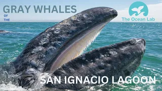 2/29 - 11:00AM - Gray Whales of San Ignacio Lagoon Livestream