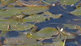 Small grass snake catches little frog / Kleine Ringelnatter fängt kleinen Frosch