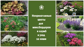 ❀ Неприхотливые цветы для миксбордеров и клумб и уход за ними