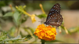 Bird Sound, Rain Sound and Piano Music to Relax Stress, Mind, Nerves and Heart