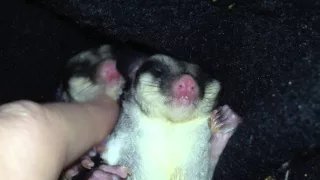 Sugar glider joey twin sisters napping