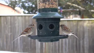 Backyard Hanging Feeder - Finches, Jays, Sparrows - March 7, 2021