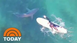 See Great White Sharks Swim Near Surfers