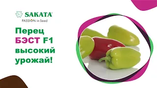 Перец БЭСТ - большой урожай плодов, плодоношение до морозов, отсутствие вершинной гнили #семенаперца