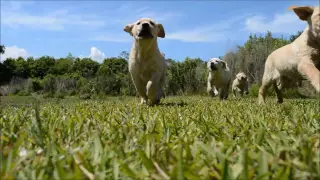 Lion King Puppy Stampede