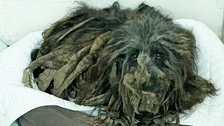 Dog was found in the Most Awful State, Years and Years of Matted Hair