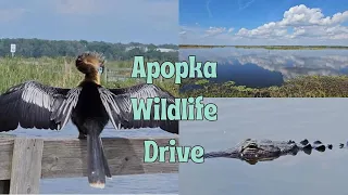 FLORIDA LIFE 2023/24 VLOG 11 Lake Apopka Wildlife Trail #nature #wildlife #florida #birds #beautiful