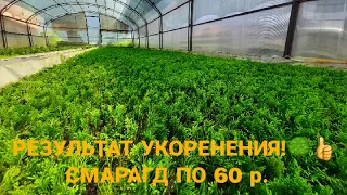 🌳Результат укоренения черенков декоративных растений 15.07.2022. Продажа туи смарагд!🌳👍