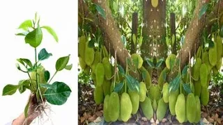 Best Technique Planting Jackfruit In Papaya Fruit & Aloe Vera Boosting Root Growing Fast