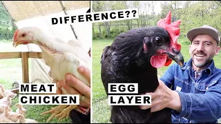 What's the difference? Egg Layer & Meat CHICKEN