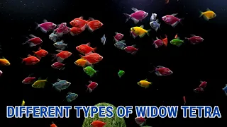 DIFFERENT COLOURS OF WIDOW TETRA | GLOW WIDOW TETRA FISH TYPES