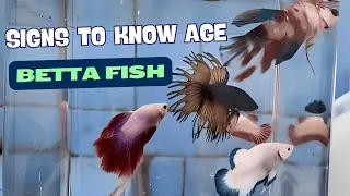 8 Signs To Know Age Of Betta Fish