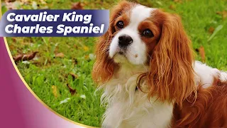 Cavalier King Charles Spaniel 🐶 One Of The Laziest Dog Breeds #shorts_videoes