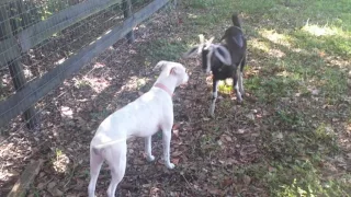 Goat vs pitbull :)