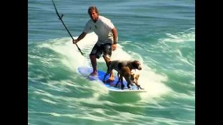 Dude surfing with two dogs