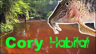 Corydoras geoffroy in nature, habitat of a rare Corydoras in Suriname