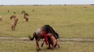 гиены разрывают живую антилопу hyenas tear up a live antelope  ￼