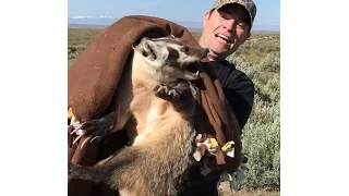Catching a wild Badger (CRAZY)