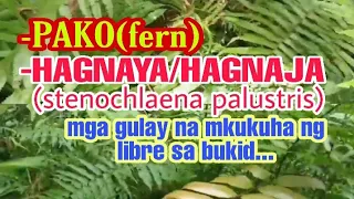 PAKO(fern), HAGNAYA/HAGNAJA(stenochlaena palustris) || Gulay na Makukuha Ng Libre sa Bukid