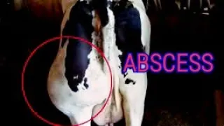 Абсцесс у коров.