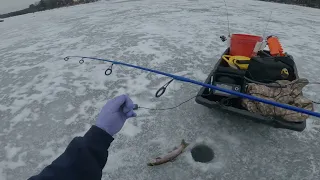 ICE FISHING! rainbow trout and bald eagles #icefishing #troutbum #rainbowtrout #baldeagle