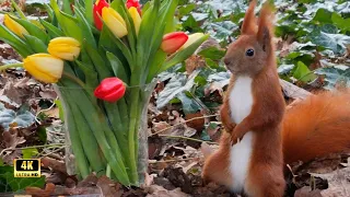 Squirrels drinking and dining at a private tulip feast ❤️💛