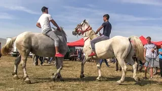 Cai care danseaza 2019 New video cu cai frumosi!