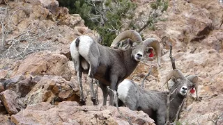 Beautiful Utah Wildlife BigGame short film