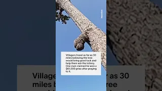 This Tree Grew a ‘Phallus’ And Now People Are Worshipping It #shorts