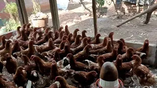 crianza de gallinas ponedoras cuánto he invertido hasta hoy en ellas