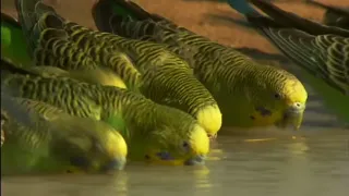 The budgies birds of the forest are beautiful in the forest .#cityofbirds.